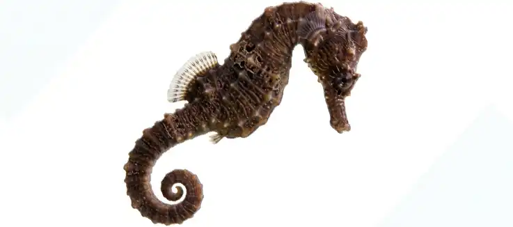 brown seahorse 